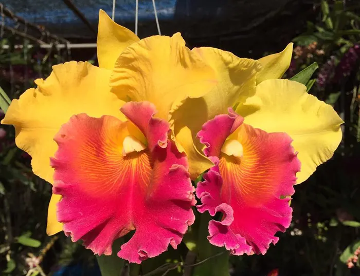 Rhyncholaeliocattleya Chomthong Fancy x Yen 24 Carat