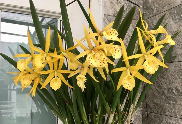 Cattleya Yellow Bird