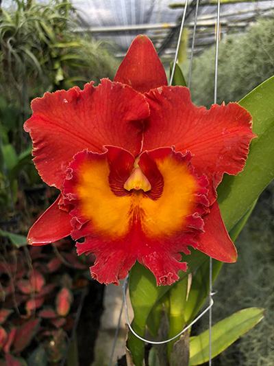 Rhyncholaeliocattleya 'Siam Red' x 'Nakornchaisri Delight'