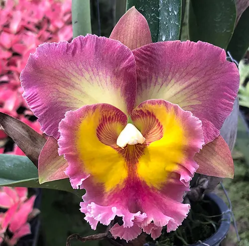 Rhyncholaeliocattleya 'Nakornchaisri Delight' x 'Siam Aurora'