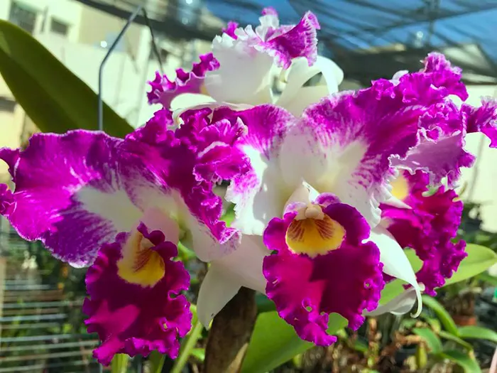 Cattleya White Spark