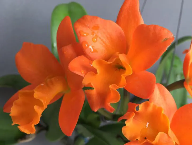 Cattleya Netrasiri Starbright