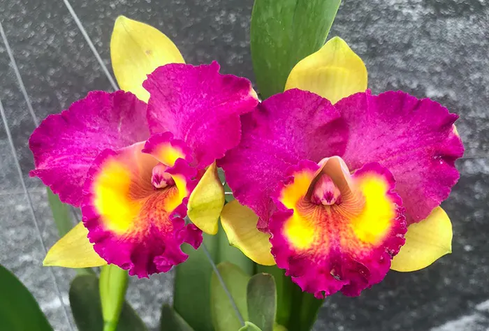 Rhyncholaeliocattleya Yen Twenty Four Carat x Shin Shiang Diamond