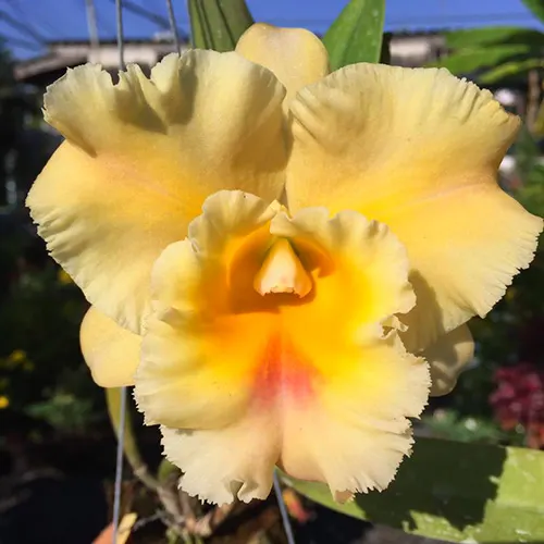 Rhyncholaeliocattleya Haadyai Delight x Rungnapha Fancy