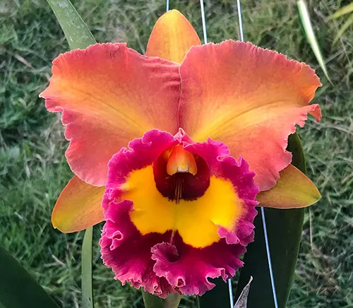 Rhyncholaeliocattleya Chomthong Fancy x Chunyeah