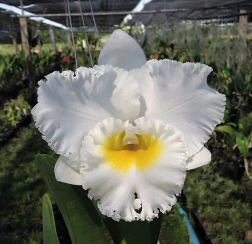 Rhyncholaeliocattleya Shinaphat Diamond 'White Swan'