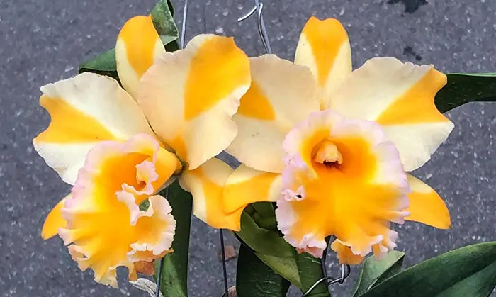 Rhyncholaeliocattleya Yen 24 Fresh x Nell Hammer