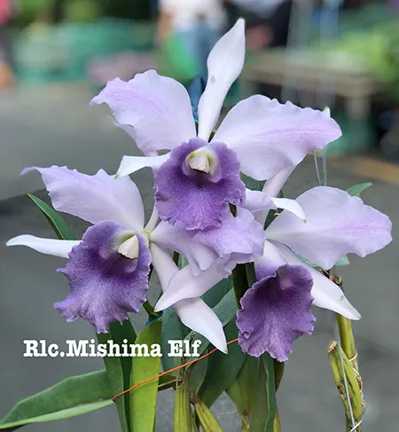 Rhyncholaeliocattleya Mishima Elf