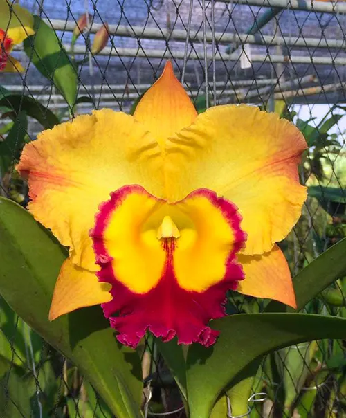 Rhyncholaeliocattleya Saeng U-Sa