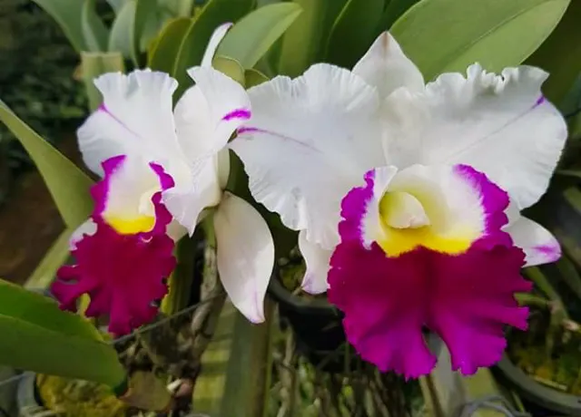 Rhyncholaeliocattleya Mem Anna Balmores