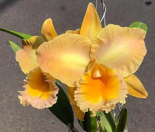Rhyncholaeliocattleya Suvarnabhumi Delight x Chomthong Fancy