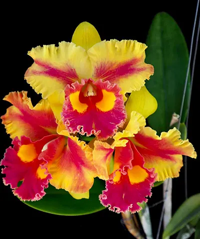 Rhyncholaeliocattleya Chomthong Fancy x Siam Fancy