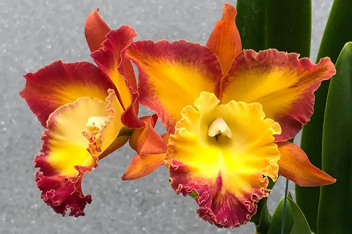 Rhyncholaeliocattleya Suvarnabhumi Magic x Chomthong Fancy