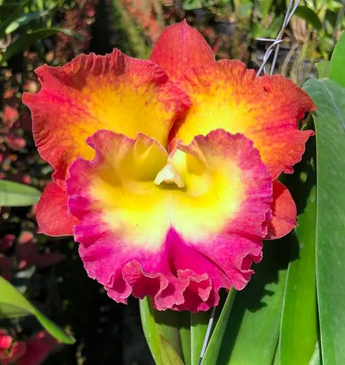 Rhyncholaeliocattleya Chomthong Fancy x Siam Aurora
