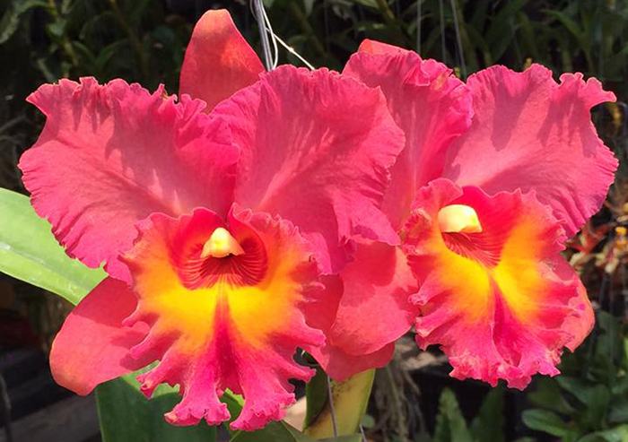 Rhyncholaeliocattleya Chaweewan Sunset '#3'