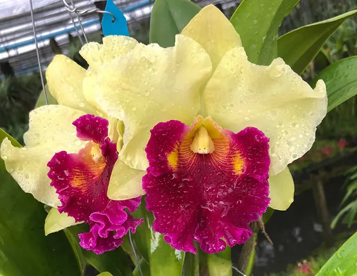 (Rhyncholaeliocattleya Thong Suparn x Tainan Gold) x Amazing Thailand