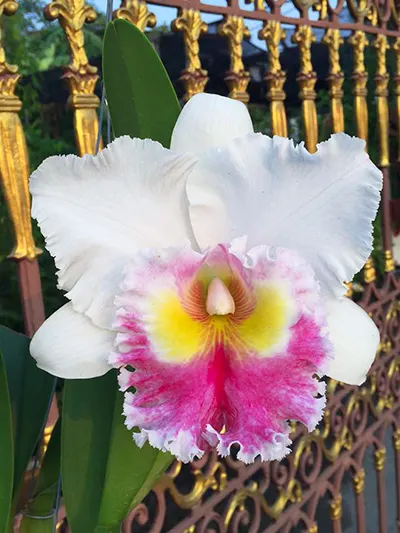 Rhyncholaeliocattleya Patumma x Mahina Yahiro