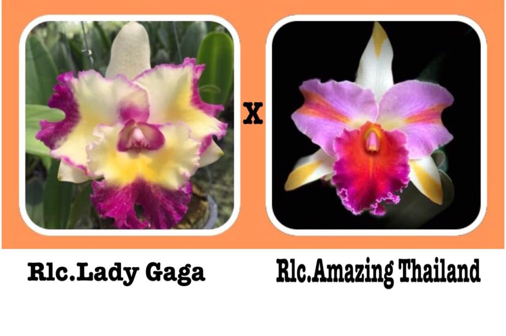 Rhyncholaeliocattleya Lady Gaga x Amazing Thailand