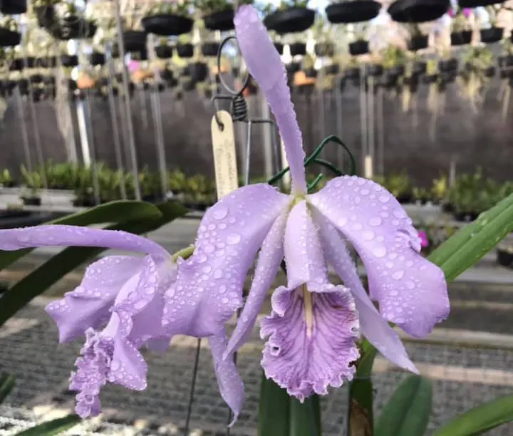 Cattleya maxima coerulea (#1501) x self