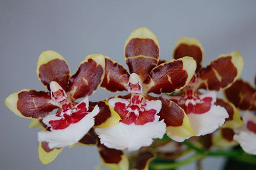 Colmanara Jungle Monarch
