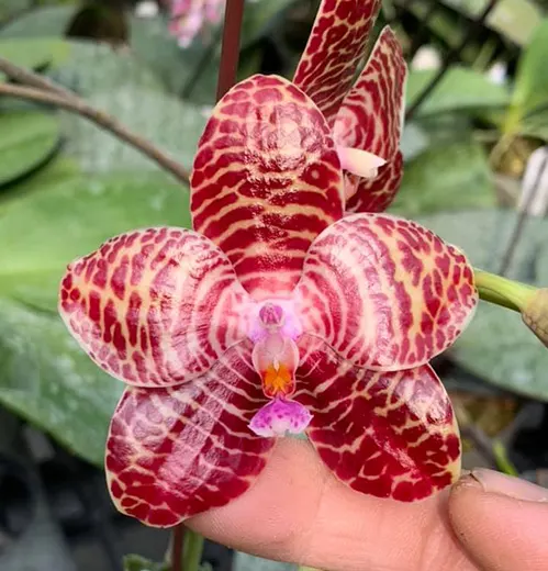 Phalaenopsis gigantea x Tainan's Ambonan 'Eddy'