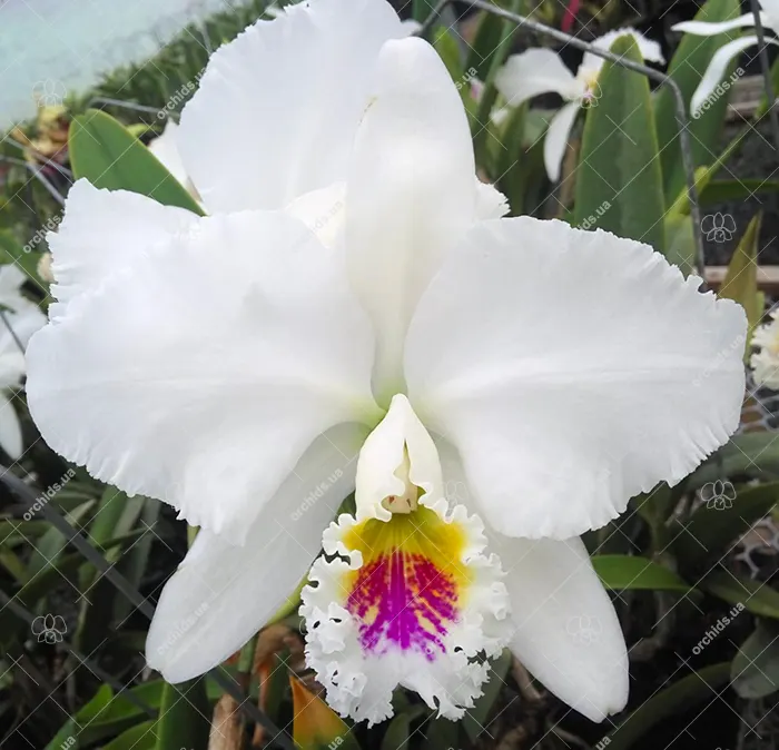 Cattleya mossiae semi-alba (CR)