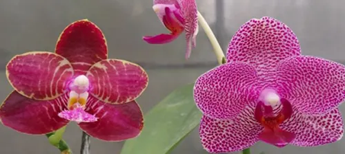 Phalaenopsis Zheng Min Diffuse 'Peter' x Mels Purple Ruby 'Peter'
