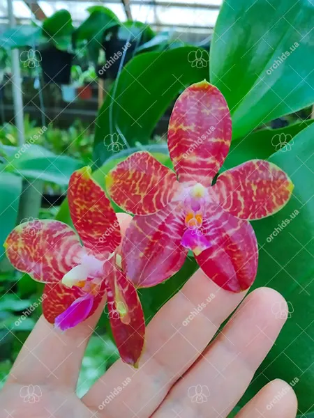 Phalaenopsis Zheng Min 'Puma'