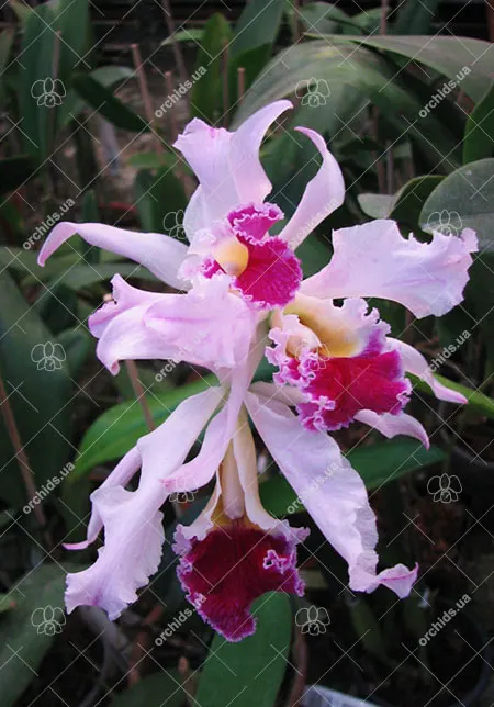 Laelia crispa x Cattleya gaskelliana