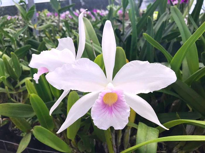 Laelia purpurata canhanduba 'CG 909' x canhanduba 'Carlos Gomes'