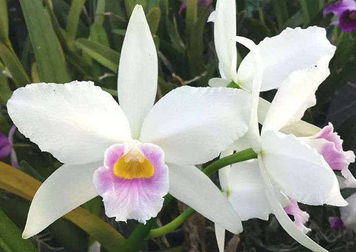 Laelia purpurata canhanduba 'Canever 213' x self