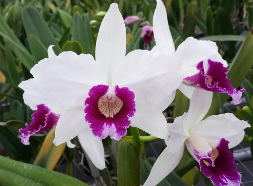 Laelia purpurata tipo claro 'Deschamps' x tipo claro 'Magnifica'