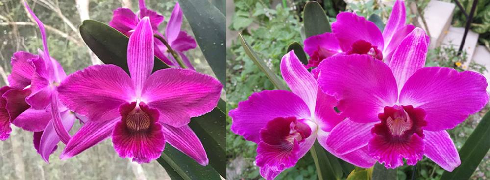 Laelia purpurata sanguinea 'Natal' x sanguinea 'Henrique'