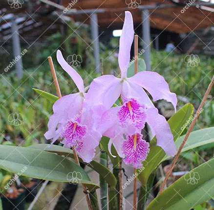 Cattleya maxima 'Lucy' x self