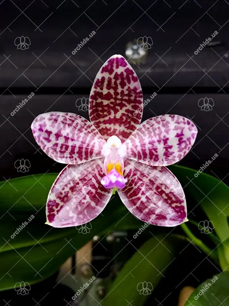 Phalaenopsis Zheng Min Diffuse x Mel's Purple Ruby