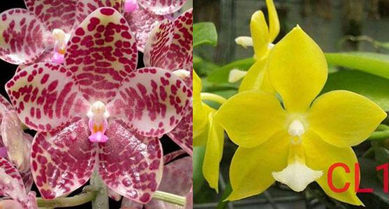 Phalaenopsis gigantea x Chienlung Moonlight