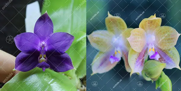 Phalaenopsis violacea indigo x (javanica x Ld's Bear Queen yellow)