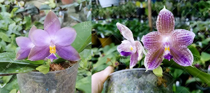Phalaenopsis (violacea indigo x micholitzii #1) x Java Queen #10