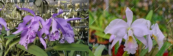 Cattleya maxima 'Nina' x  labiata amesiana lineata
