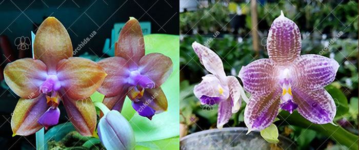 Phalaenopsis Mituo GH King Star #24 x (javanica x Ld's Bear Queen)