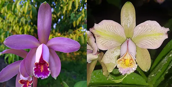 Cattleya forbesii rubra x trilaelo