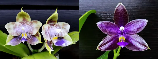 Phalaenopsis (Mituo Reflex Dragon x LD Purple 3S) #4 x (lueddemanniana coerulea x Yaphon The Hulk) #1