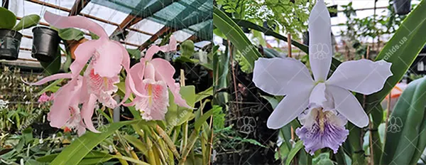 Cattleya maxima concolor 'Rebecca' x Dominiana coerulea