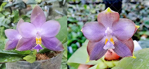 Phalaenopsis (violacea indigo x micholitzii) x (Mituo Prince 'Bb' x Mituo Reflex 'Dragon')