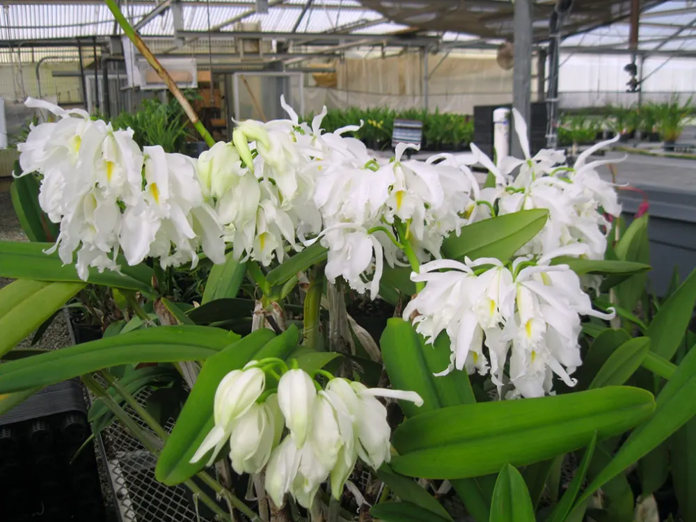 Cattleya maxima alba 'Kathleen' x self