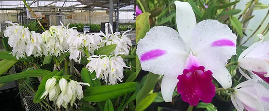 Cattleya maxima alba 'Kathleen' x candida 'Tsubota Splash'