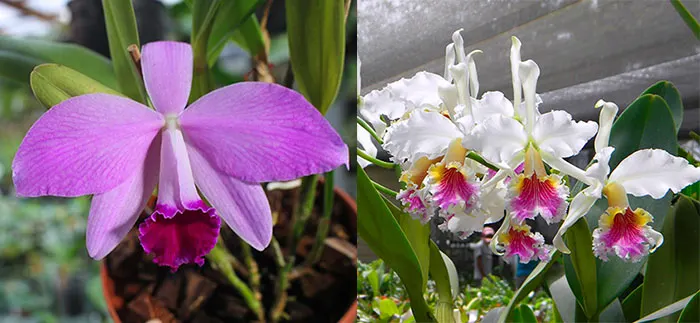 Laelia Newberry Sprite x Cattleya rex