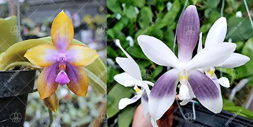 Phalaenopsis speciosa coerulea x GH King Star #16
