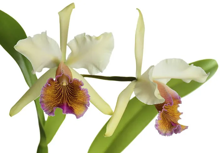 Cattleya Marilyn Lew