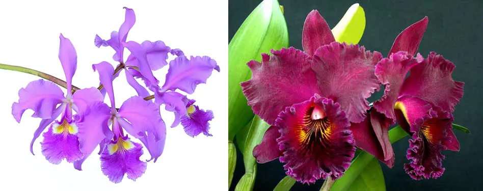 Cattleya warscewiczii sanderiana x Brassolaeliocattleya Chia Lin 'New City'